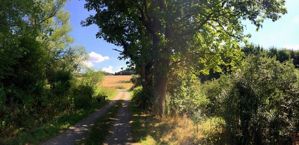 Road amidst plants and trees against sky