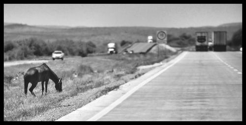 Cows on road against clear sky