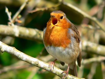 Close-up of bird perching on branch