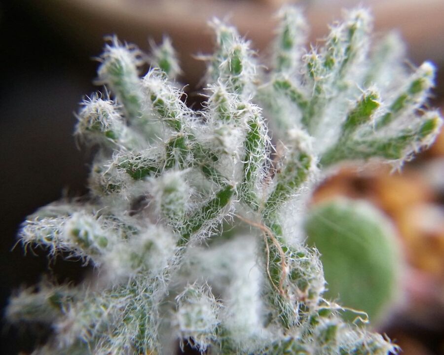 close-up, focus on foreground, growth, plant, nature, selective focus, leaf, green color, fragility, freshness, beauty in nature, growing, stem, day, outdoors, no people, botany, thorn, tranquility, twig