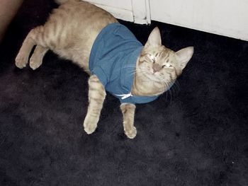 High angle view of dog