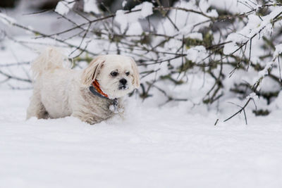 Dog in snow