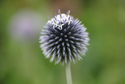 Close-up of thistle