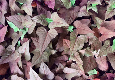 Full frame shot of pink leaves on plant