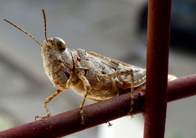 Close-up of grasshopper on metal grate