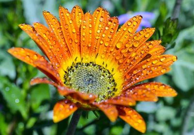 Close-up of water drops on yellow flower