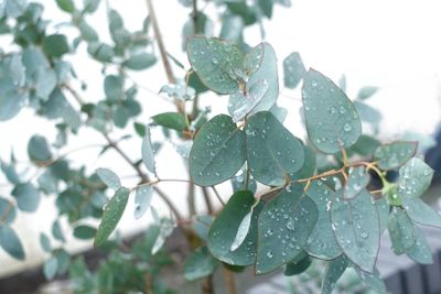 Close-up of water drops on leaf