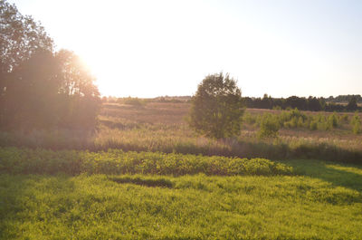 Scenic view of field against clear sky