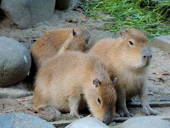 High angle view of sheep