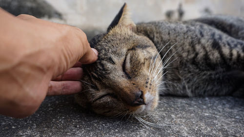 Close-up of hand touching cat