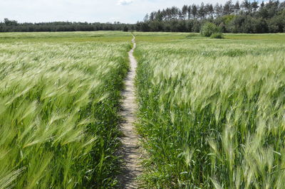 Adult wheat ears on a field in a village