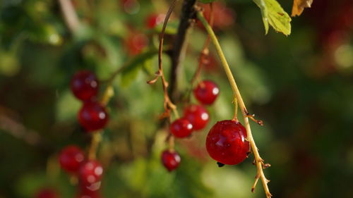 Close-up of red berries growing on tree