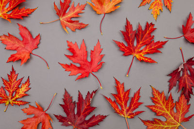 High angle view of maple leaves on table