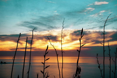 Silhouette plants by sea against sky during sunset