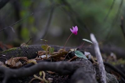 Close-up of purple flowering plant