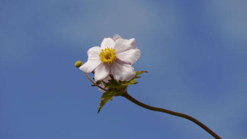Low angle view of single blossom of anemone against blue sky