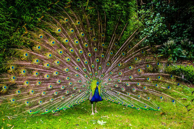 View of peacock