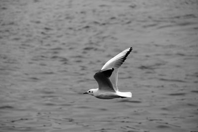 Seagull is flying over the bosphorus sea