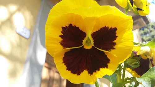 Close-up of yellow flower