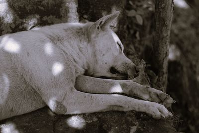 A photo of a resting dog