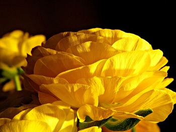 Close-up of yellow flower