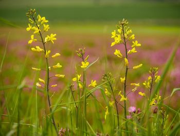 Yellow flowering plant on field with pink in blurred background. wildflower meadow.