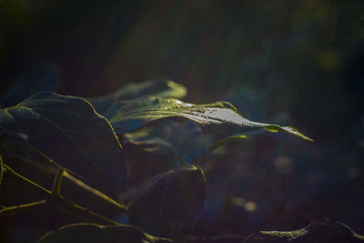 Close-up of raindrops on leaves