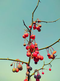 Low angle view of red berries on tree against sky