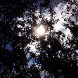 Low angle view of silhouette trees against sky