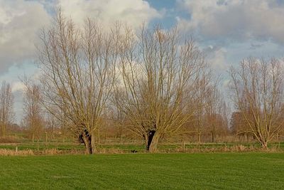 Bare trees on field against sky