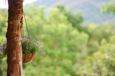 Close-up of purple flowering tree trunk