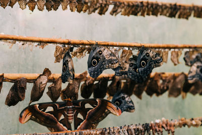 Butterflies and cocoons in a butterfly house