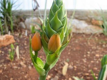 Close-up of succulent plant on field