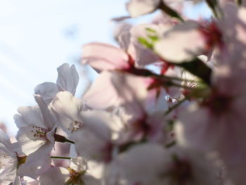 Low angle view of cherry blossom tree against sky