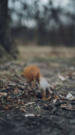 Squirrel running in the forest