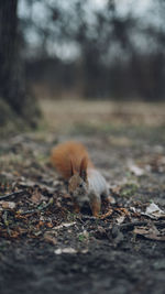 Close-up of squirrel on field