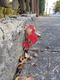 Close-up of red flowers against blurred background