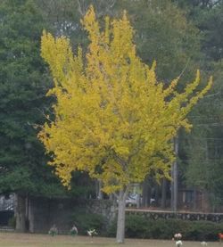 Yellow trees in autumn