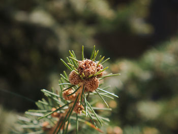 Close-up of wilted flower