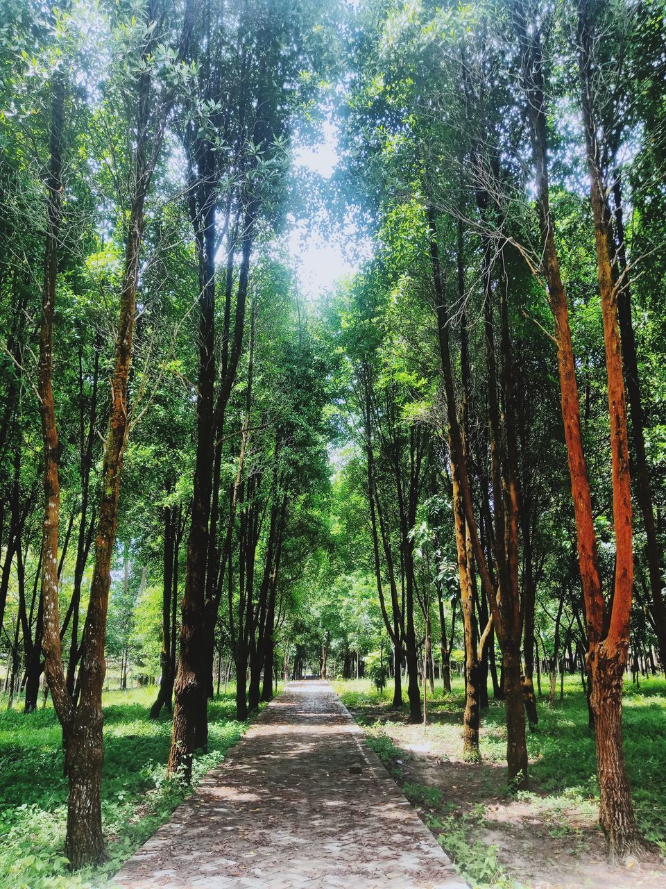 SCENIC VIEW OF FOREST