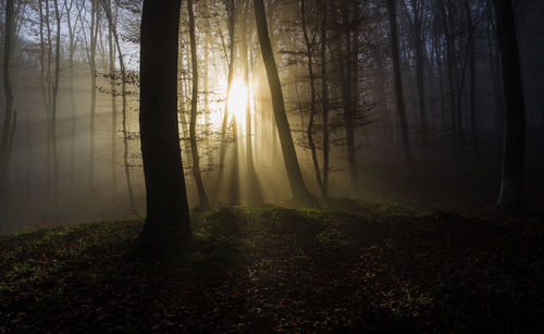 Sunlight streaming through trees in forest