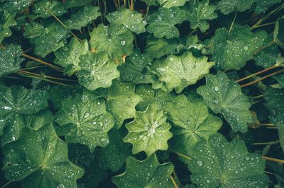 Close-up of water drops on leaves