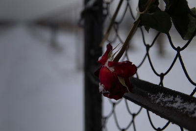 Close-up of red rose on fence