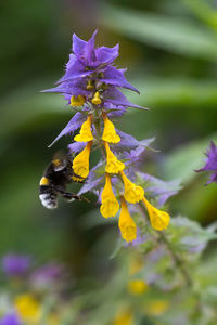 Close-up of bee pollinating on purple flower