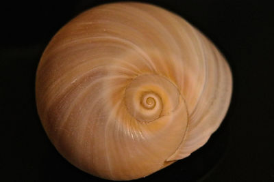 Close-up of a shell over black background