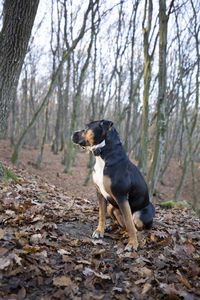Dog looking away in forest