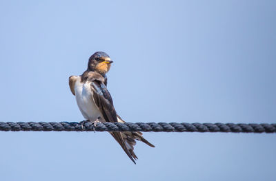 A swallow is sitting on a rope in front of blue sky