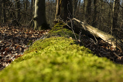 Surface level of trees growing on field in forest
