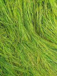 Full frame shot of fresh green field