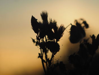 Close-up of silhouette plant against sky during sunset